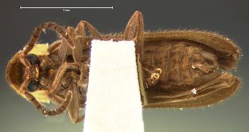Media type: image;   Entomology 2777 Aspect: habitus ventral view